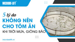 5 lý do không nên cho tôm ăn khi trời mưa, giông bão