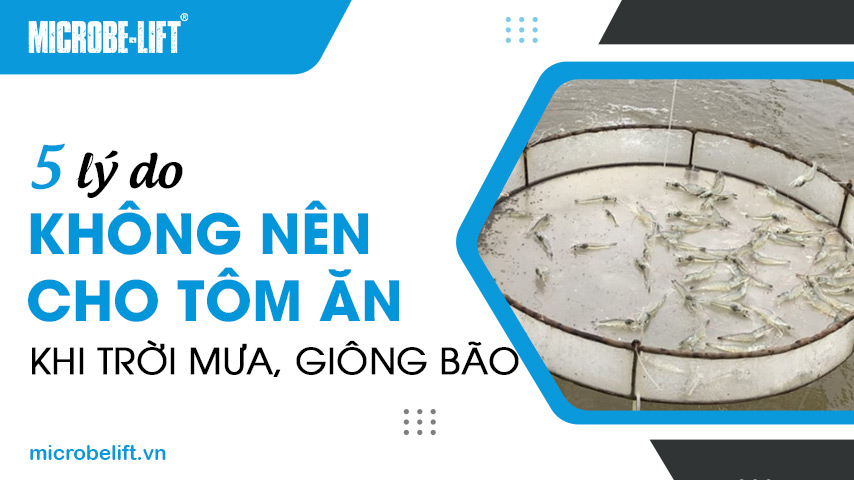 5 lý do không nên cho tôm ăn khi trời mưa, giông bão