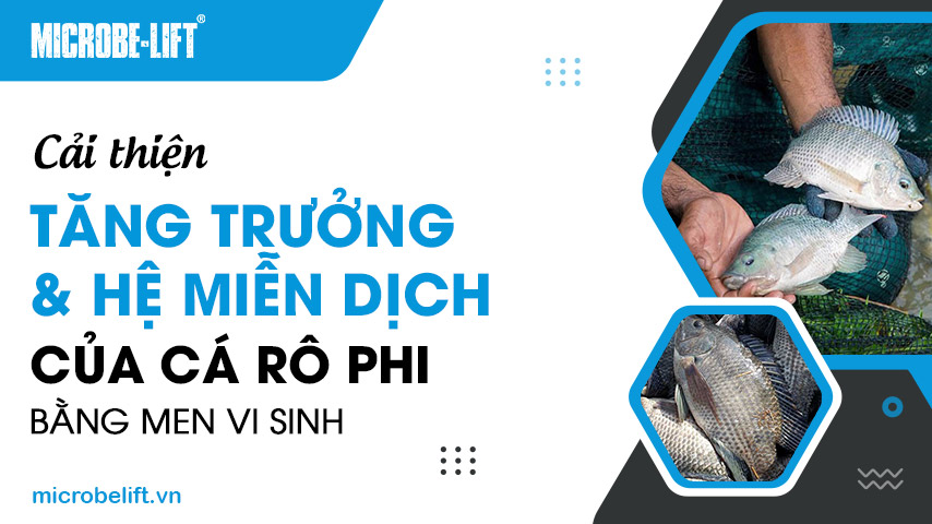 Cải thiện tăng trưởng và hệ miễn dịch của cá rô phi bằng men vi sinh