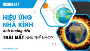 Hiệu ứng nhà kính ảnh hưởng đến Trái Đất như thế nào?