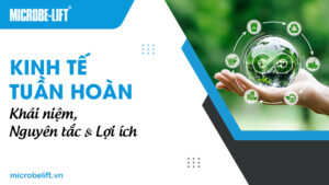 Kinh tế tuần hoàn: Khái niệm, Nguyên tắc & Lợi ích