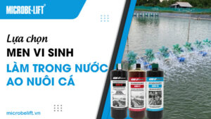 Lựa chọn men vi sinh làm trong nước ao nuôi cá