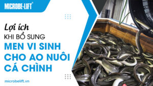 Lợi ích khi bổ sung men vi sinh cho ao nuôi cá chình