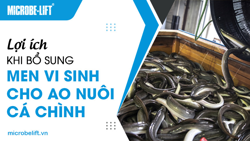 Lợi ích khi bổ sung men vi sinh cho ao nuôi cá chình