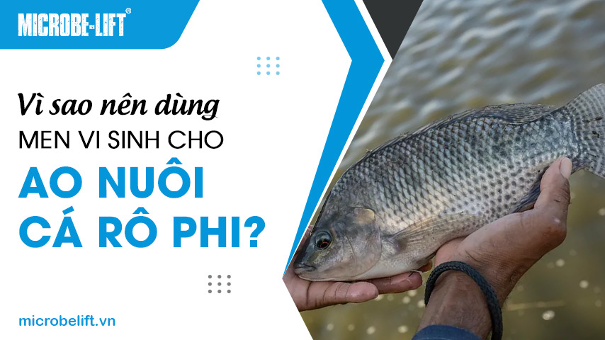 Vì sao nên dùng men vi sinh cho ao nuôi cá rô phi?