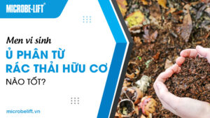 Men vi sinh ủ phân từ rác thải hữu cơ nào tốt?