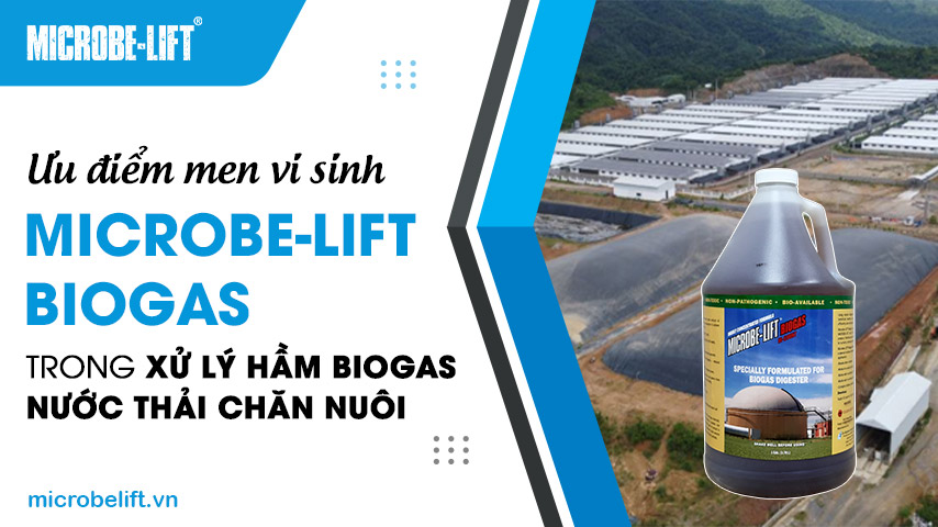 Ưu điểm men vi sinh Microbe-Lift BIOGAS trong xử lý hầm Biogas nước thải chăn nuôi