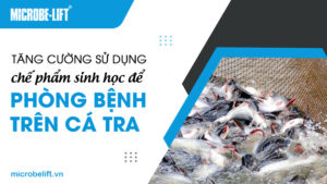 Tăng cường sử dụng chế phẩm sinh học để phòng bệnh trên cá tra