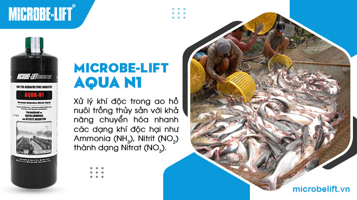 Microbe-Lift AQUA N1 là chế phẩm vi sinh dạng lỏng chuyên dùng để xử lý khí độc trong ao hồ nuôi trồng thủy sản. Microbe-Lift AQUA N1 là chế phẩm vi sinh dạng lỏng chuyên dùng để xử lý khí độc trong ao hồ nuôi trồng thủy sản.