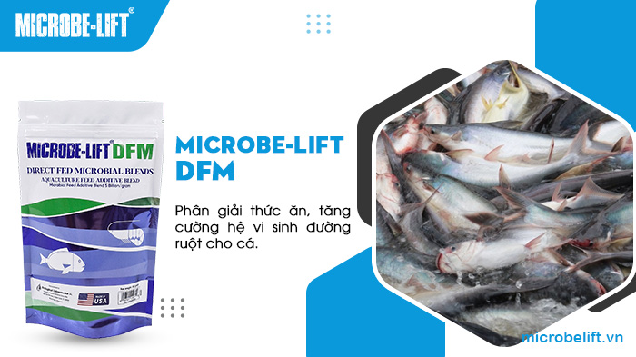 Sản phẩm Microbe-Lift DFM giúp giảm đến 70–80% mùi hôi của phân cá Sản phẩm Microbe-Lift DFM giúp giảm đến 70–80% mùi hôi của phân cá