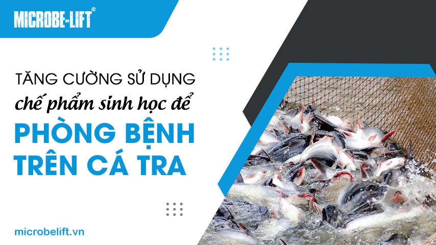 Tăng cường sử dụng chế phẩm sinh học để phòng bệnh trên cá tra