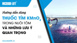 Hướng dẫn dùng thuốc tím KMnO4 trong nuôi tôm và những lưu ý quan trọng