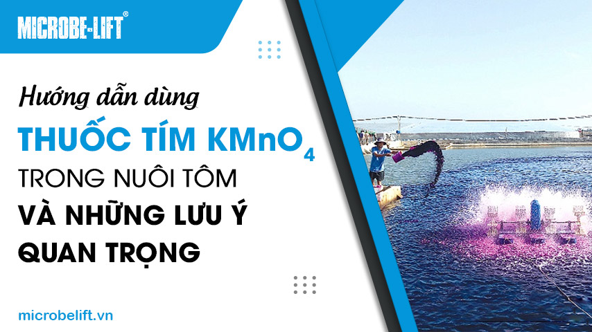Hướng dẫn dùng thuốc tím KMnO4 trong nuôi tôm và những lưu ý quan trọng