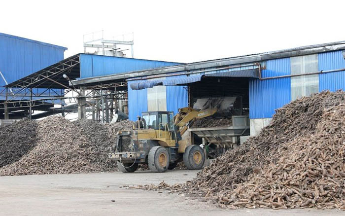 Ngành chế biến tinh bột tại Việt Nam với sắn là nguyên liệu chủ lực Ngành chế biến tinh bột tại Việt Nam với sắn là nguyên liệu chủ lực