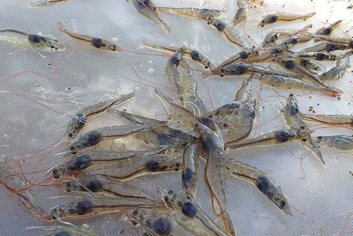 Xác định virus Baishivirus là nguyên nhân giúp nâng cao hiệu quả phòng bệnh Xác định virus Baishivirus là nguyên nhân giúp nâng cao hiệu quả phòng bệnh