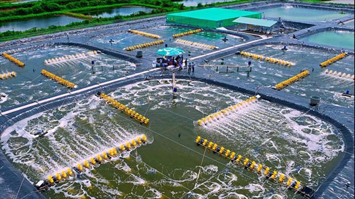 Xanh hóa ngành tôm đang định hướng và phổ biến rộng rãi Xanh hóa ngành tôm đang định hướng và phổ biến rộng rãi