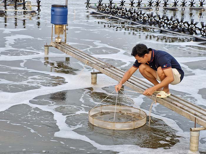 Khâu nuôi được xem là mắt xích then chốt trong quá trình xanh hóa ngành tôm. Khâu nuôi được xem là mắt xích then chốt trong quá trình xanh hóa ngành tôm.
