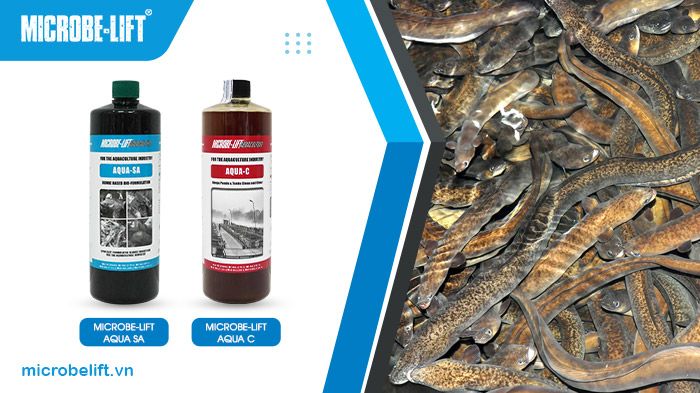 Kết hợp bộ đôi Microbe-Lift AQUA C và Microbe-Lift AQUA SA trong suốt thời gian để có vụ nuôi cá chình thành công. Kết hợp bộ đôi Microbe-Lift AQUA C và Microbe-Lift AQUA SA trong suốt thời gian để có vụ nuôi cá chình thành công.