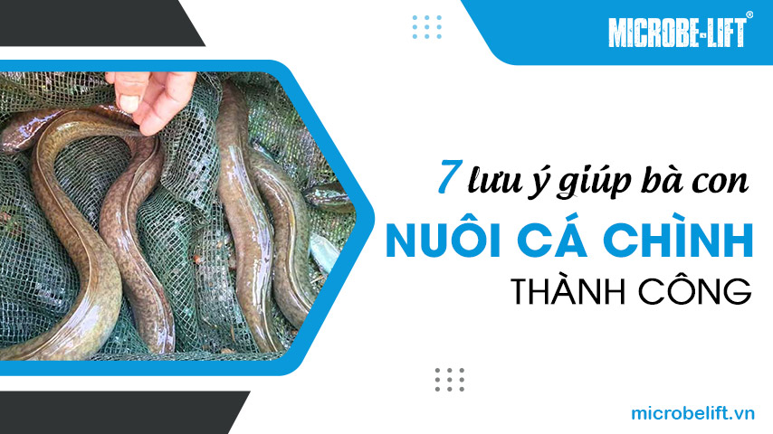 7 lưu ý giúp bà con nuôi cá chình thành công