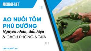 Ao nuôi tôm phú dưỡng: Nguyên nhân, dấu hiệu và cách phòng ngừa