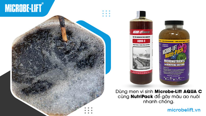 Dùng men vi sinh Microbe-Lift AQUA C cùng NutriPack để gây màu ao nuôi nhanh chóng. Dùng men vi sinh Microbe-Lift AQUA C cùng NutriPack để gây màu ao nuôi nhanh chóng.