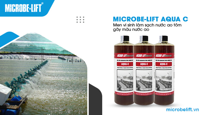 Duy trì dùng men vi sinh Microbe-Lift AQUA C để làm sạch ao nuôi tôm, kiểm soát chất lượng nước. Duy trì dùng men vi sinh Microbe-Lift AQUA C để làm sạch ao nuôi tôm, kiểm soát chất lượng nước.