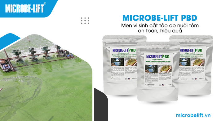 Cắt tảo hiệu quả bằng men vi sinh Microbe-Lift PBD. Cắt tảo hiệu quả bằng men vi sinh Microbe-Lift PBD.