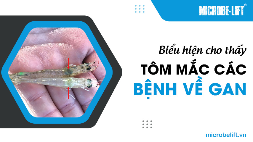 Biểu hiện cho thấy tôm mắc các bệnh về gan