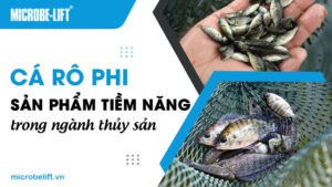 Cá rô phi - Sản phẩm tiềm năng trong ngành thủy sản
