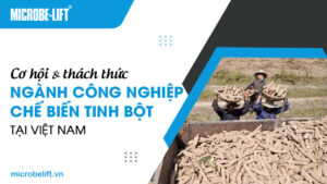 Cơ hội và thách thức ngành công nghiệp chế biến tinh bột tại Việt Nam