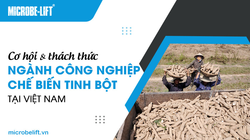 Cơ hội và thách thức ngành công nghiệp chế biến tinh bột tại Việt Nam