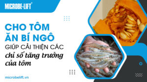 Cho tôm ăn bí ngô giúp cải thiện các chỉ số tăng trưởng của tôm