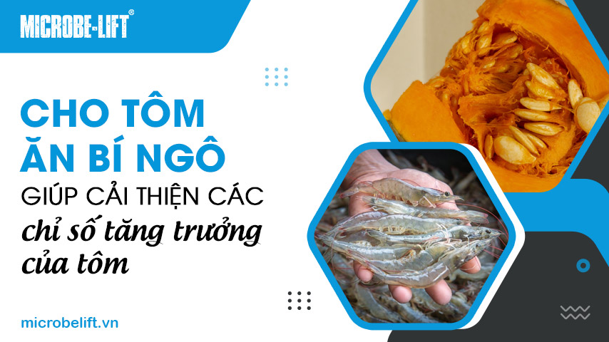 Cho tôm ăn bí ngô giúp cải thiện các chỉ số tăng trưởng của tôm