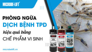 Phòng ngừa dịch bệnh TPD hiệu quả bằng chế phẩm vi sinh