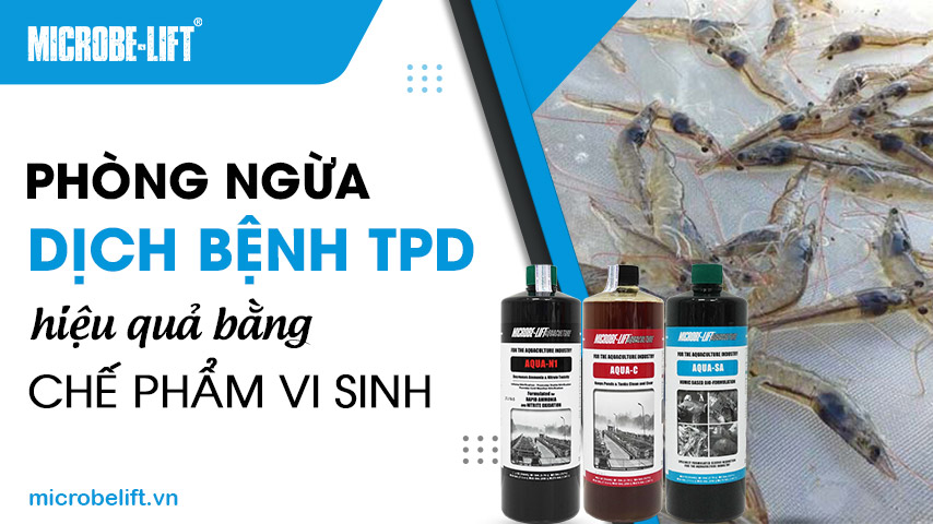 Phòng ngừa dịch bệnh TPD hiệu quả bằng chế phẩm vi sinh