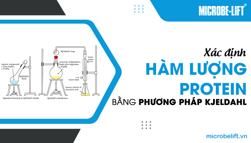 Xác định hàm lượng Protein bằng phương pháp Kjeldahl