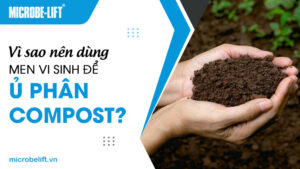 Vì sao nên dùng men vi sinh để ủ phân compost?