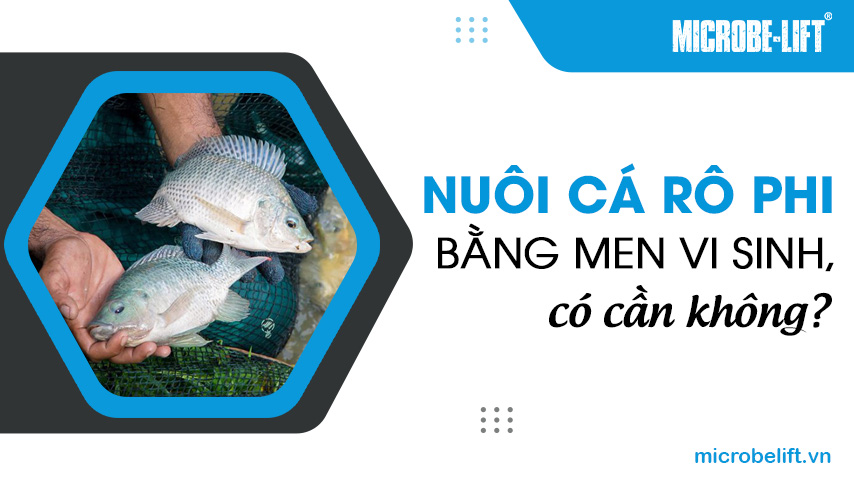 Nuôi cá rô phi bằng men vi sinh, có cần không?