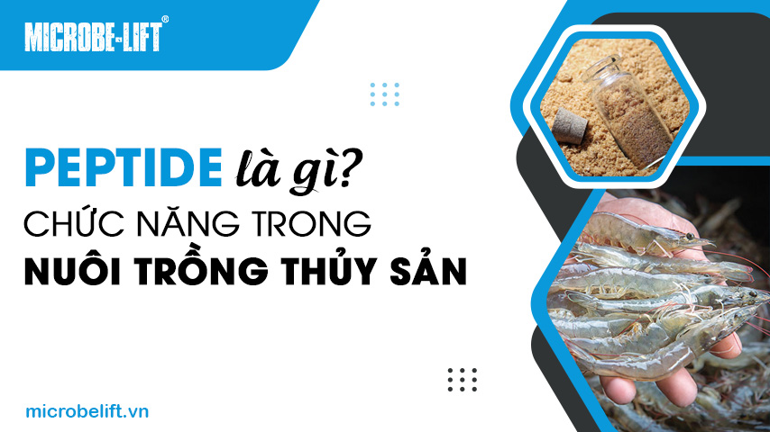 Peptide là gì? Chức năng trong nuôi trồng thủy sản