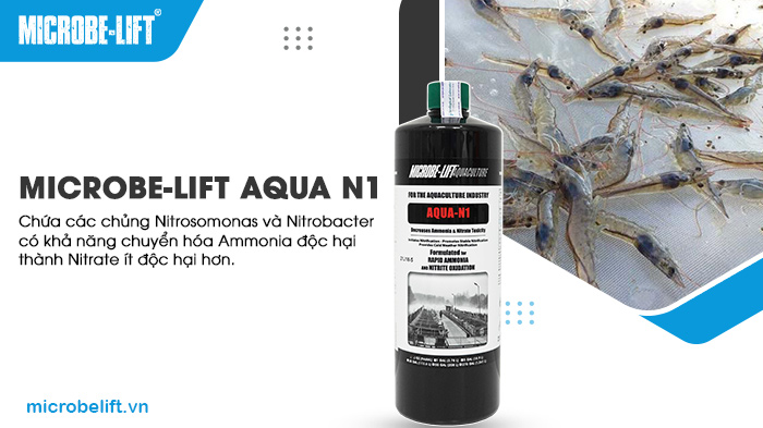 Men vi sinh Microbe-Lift AQUA N1 có khả năng xử lý hiệu quả Ammonia và Nitrite trong nước, tạo ra môi trường sống lý tưởng cho tôm. Men vi sinh Microbe-Lift AQUA N1 có khả năng xử lý hiệu quả Ammonia và Nitrite trong nước, tạo ra môi trường sống lý tưởng cho tôm.