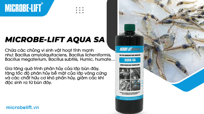 Microbe-Lift AQUA SA xử lý đáy ao, giữ cân bằng sinh thái ao nuôi Microbe-Lift AQUA SA xử lý đáy ao, giữ cân bằng sinh thái ao nuôi