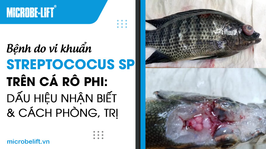 Bệnh do vi khuẩn Streptococus sp trên cá rô phi: Dấu hiệu nhận biết và cách phòng, trị