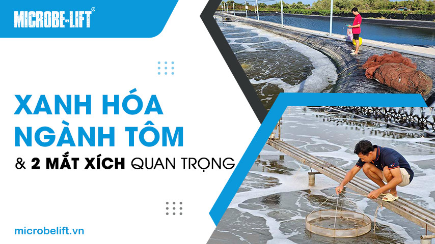 Xanh hóa ngành tôm và 2 mắt xích quan trọng