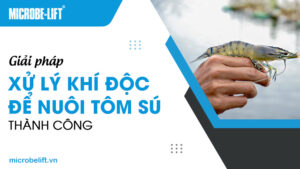 Giải pháp xử lý khí độc để nuôi tôm sú thành công