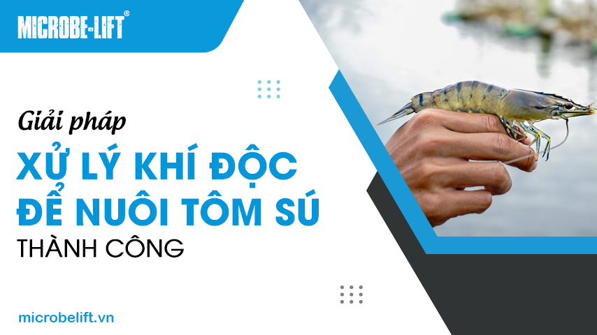 Giải pháp xử lý khí độc để nuôi tôm sú thành công