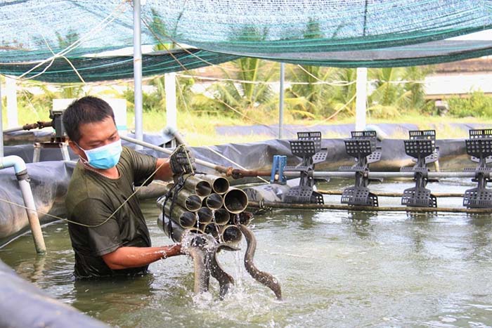 Trong quá trình nuôi, bà con cần theo dõi ao hằng ngày vào buổi sáng. Trong quá trình nuôi, bà con cần theo dõi ao hằng ngày vào buổi sáng.