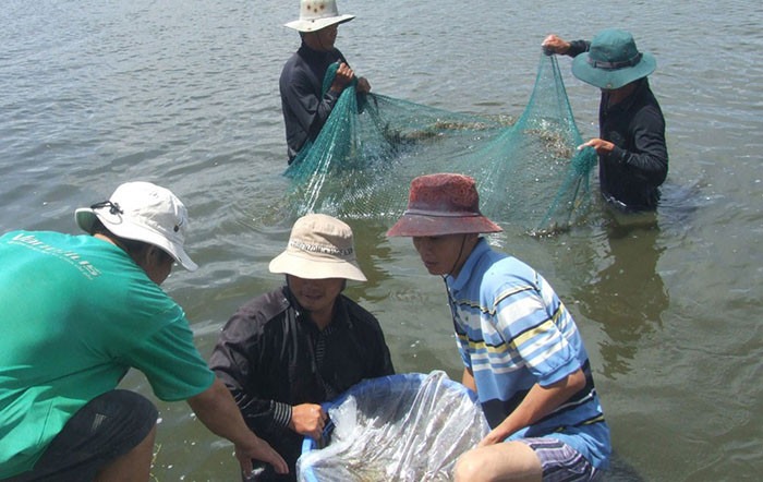 Thu cạn hiệu quả nhất nhưng chỉ phù hợp với những hệ thống nuôi tôm được thiết kế đảm bảo tháo nước khoảng 4-6 giờ. Thu cạn hiệu quả nhất nhưng chỉ phù hợp với những hệ thống nuôi tôm được thiết kế đảm bảo tháo nước khoảng 4-6 giờ.