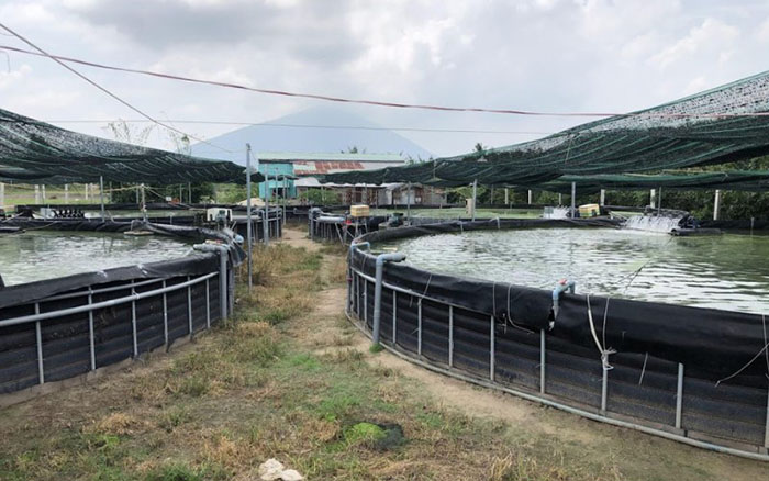 Bà con cần chọn bạt có bề mặt trơn, mềm và không làm trầy xước cá. Bà con cần chọn bạt có bề mặt trơn, mềm và không làm trầy xước cá.