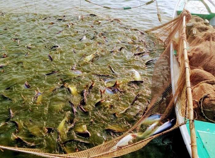 Men vi sinh cung cấp các chủng vi khuẩn có lợi cho đường ruột cá tra. Men vi sinh cung cấp các chủng vi khuẩn có lợi cho đường ruột cá tra.