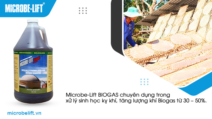 Men vi sinh Microbe-Lift BIOGAS chuyên dụng trong xử lý sinh học kỵ khí, tăng lượng khí Biogas từ 30 – 50%. Men vi sinh Microbe-Lift BIOGAS chuyên dụng trong xử lý sinh học kỵ khí, tăng lượng khí Biogas từ 30 – 50%.